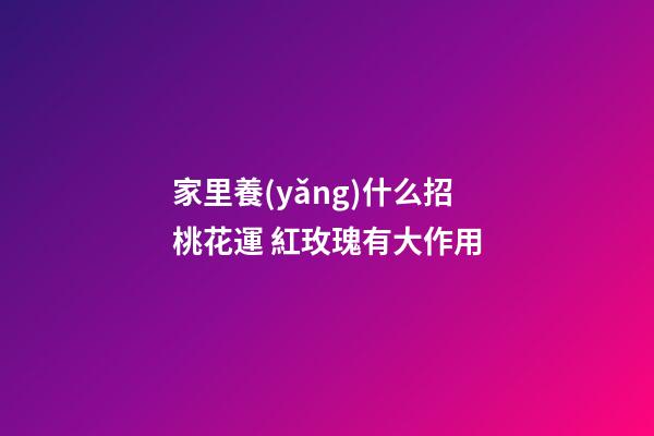 家里養(yǎng)什么招桃花運 紅玫瑰有大作用